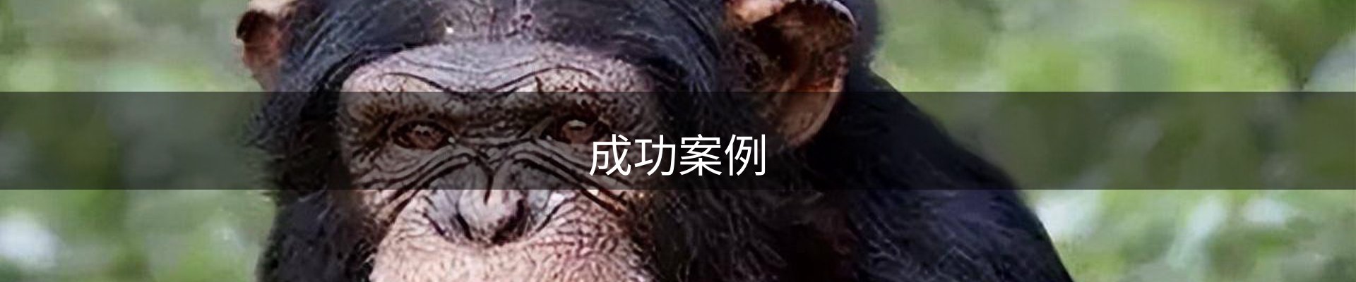 成功案例